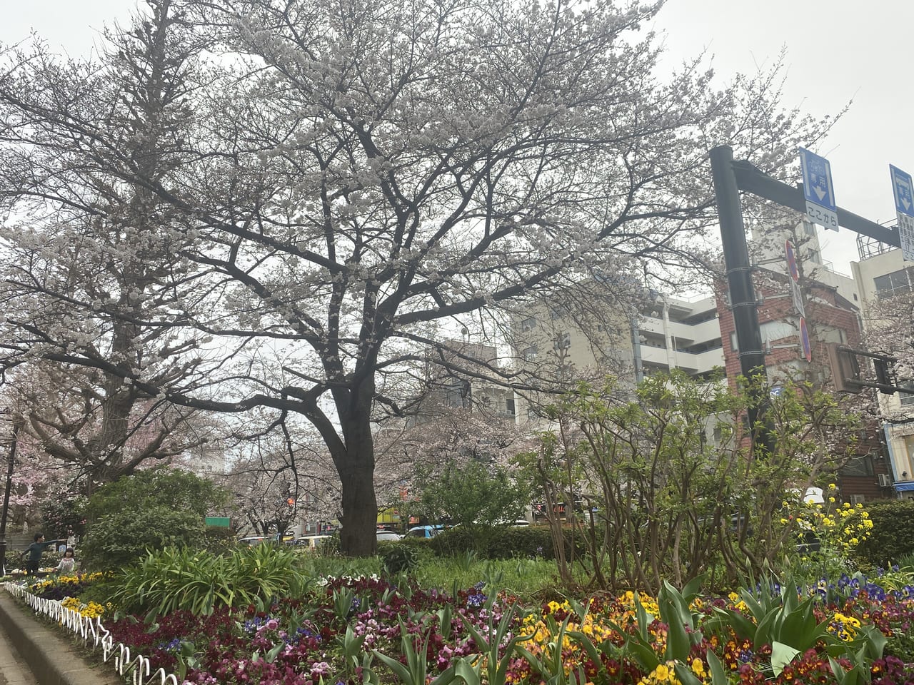 国立市大学通りの桜