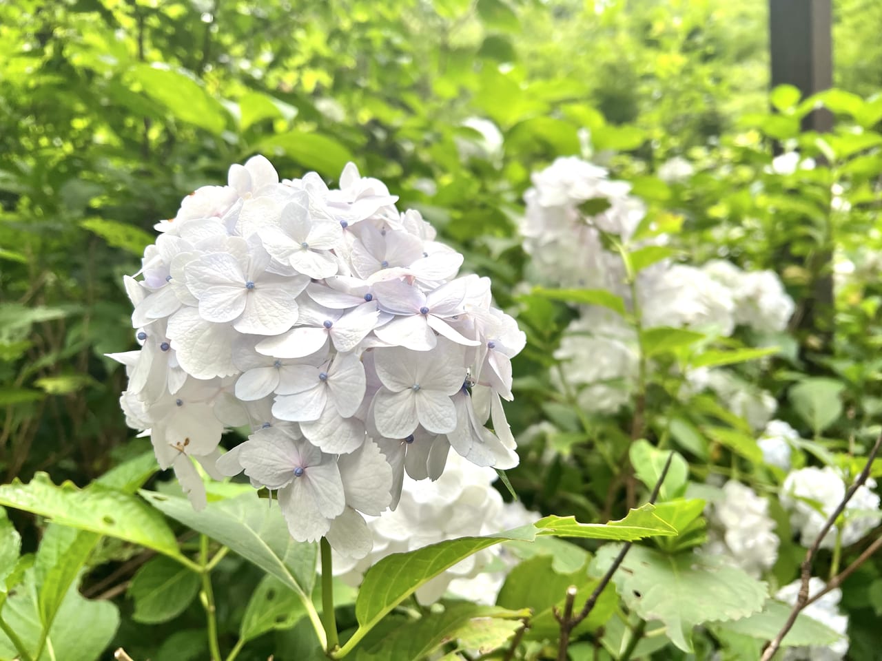 林試の森公園のアジサイ