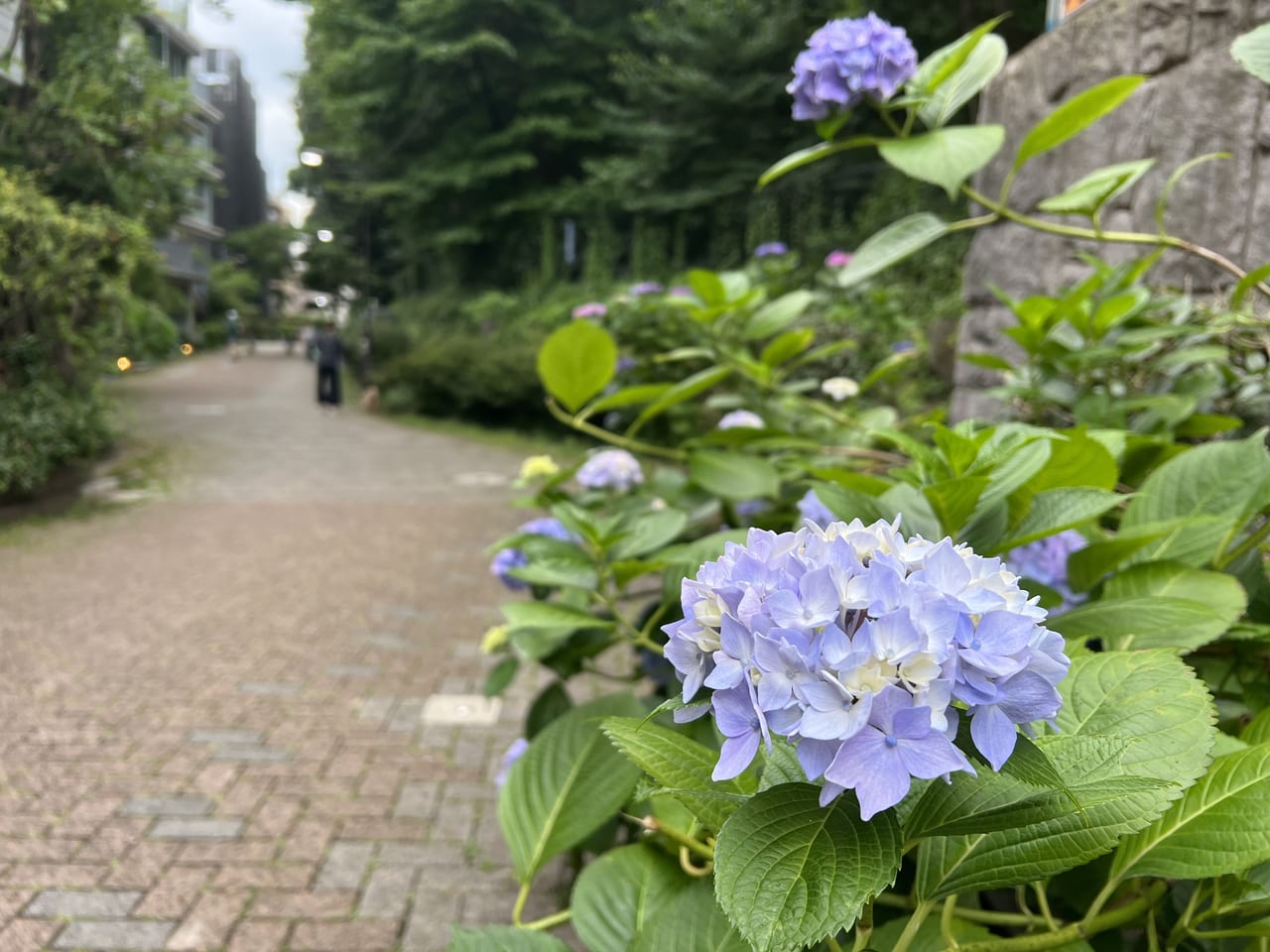 羅漢寺川プロムナードのアジサイ